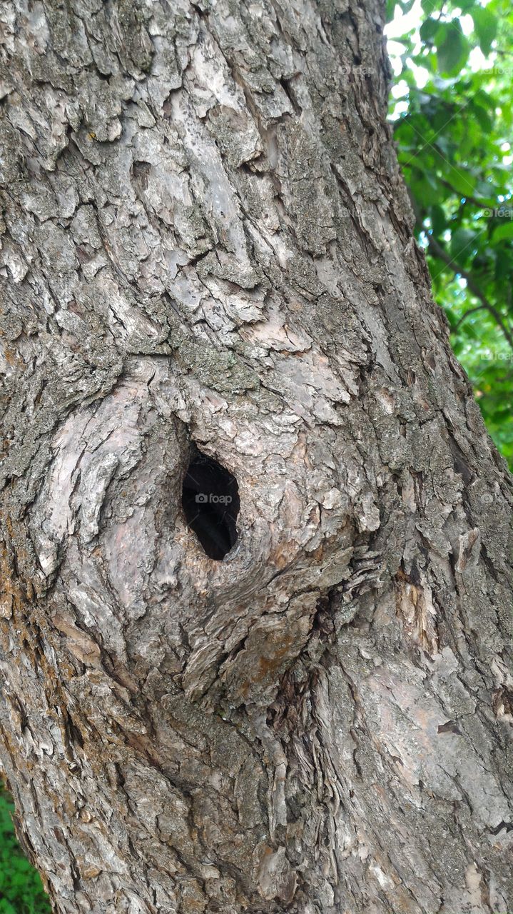 tree bark, hollow