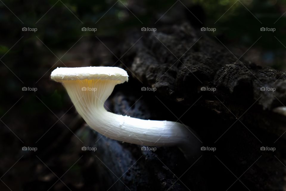 An illuminated mushroom emerging from the darkness of a log. Has a magical fairyland feel. Yates Mill County Park in Raleigh North Carolina. 