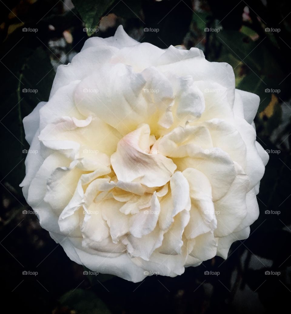 🌹 🇺🇸 Very beautiful flowers to brighten our day. Live nature and its beauty. Did you like the delicate petals? / 🇧🇷 Flores muito bonitas para alegrar nosso dia. Viva a natureza e sua beleza. Gostaram das pétalas delicadas?