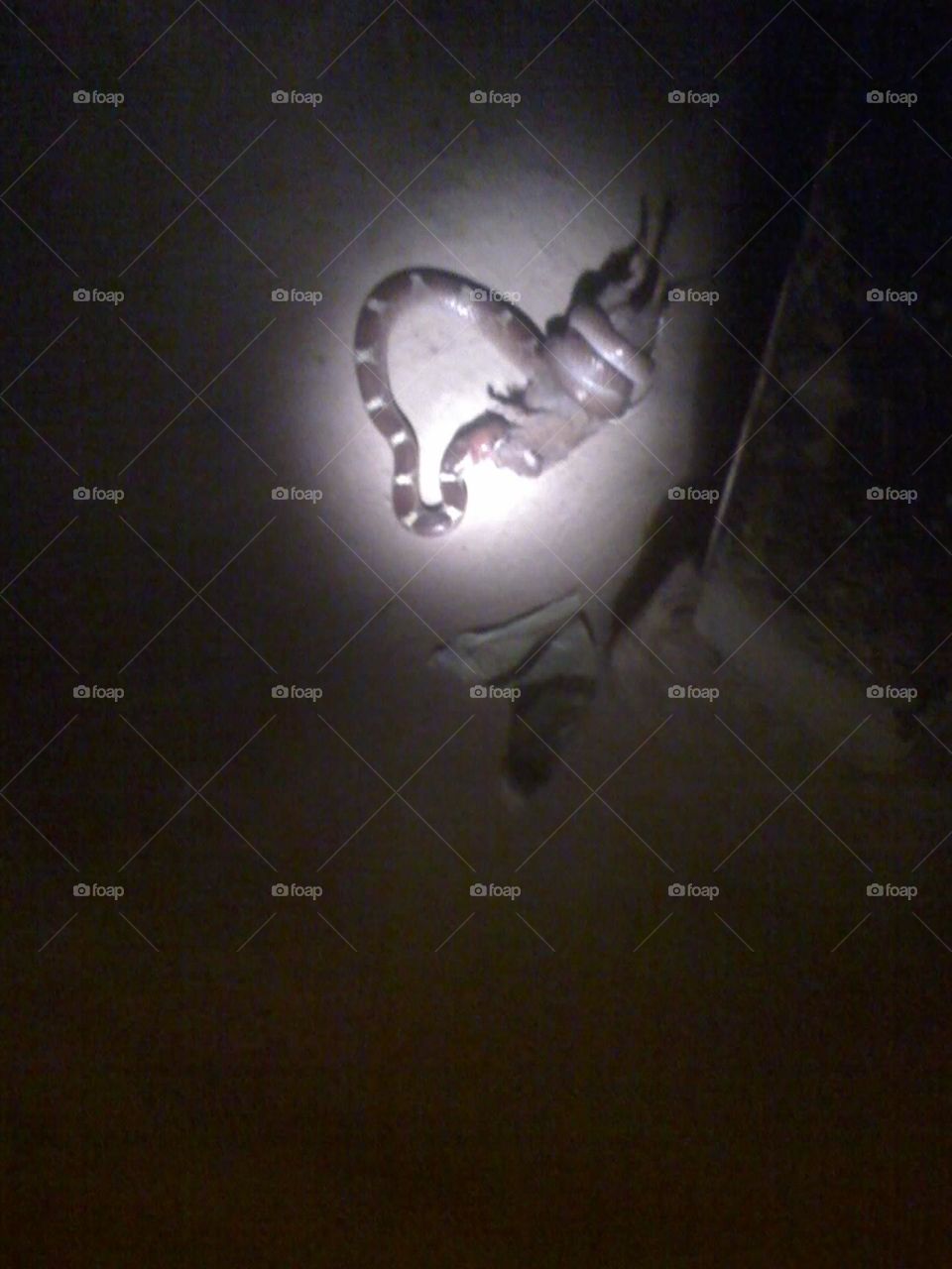 a hungry snake eating a rat