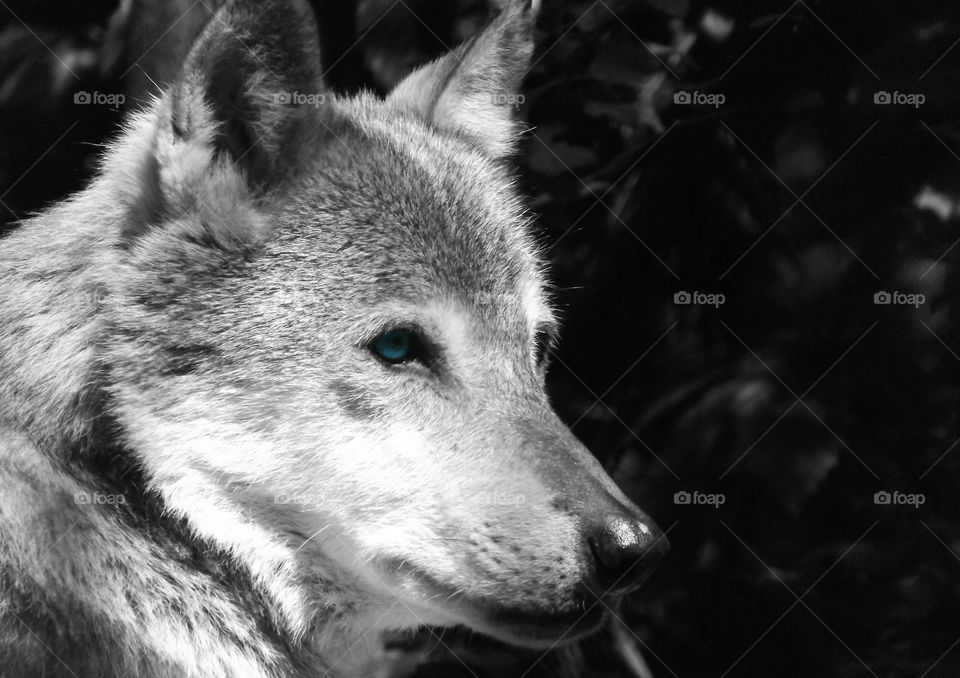 Big bad wolf 