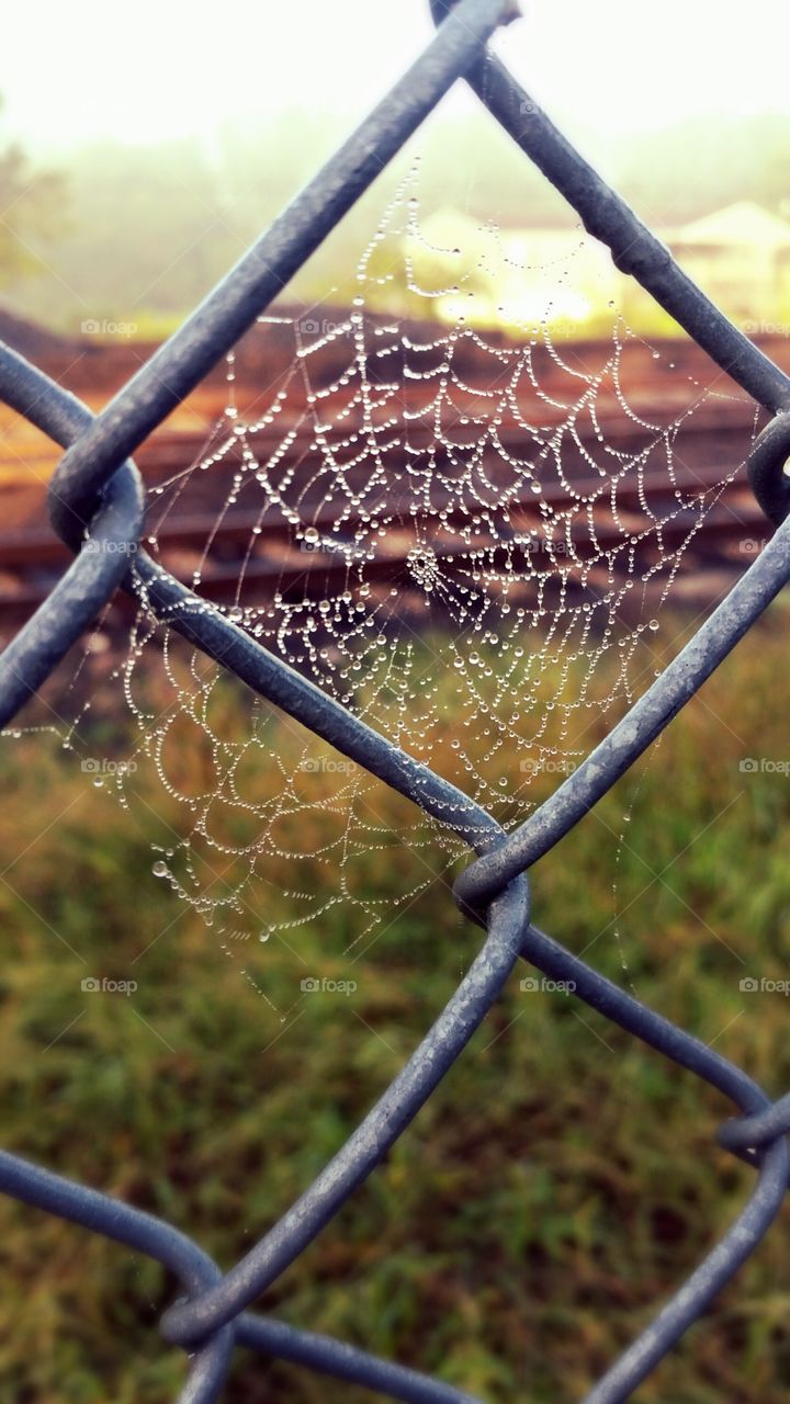 Wet Web
