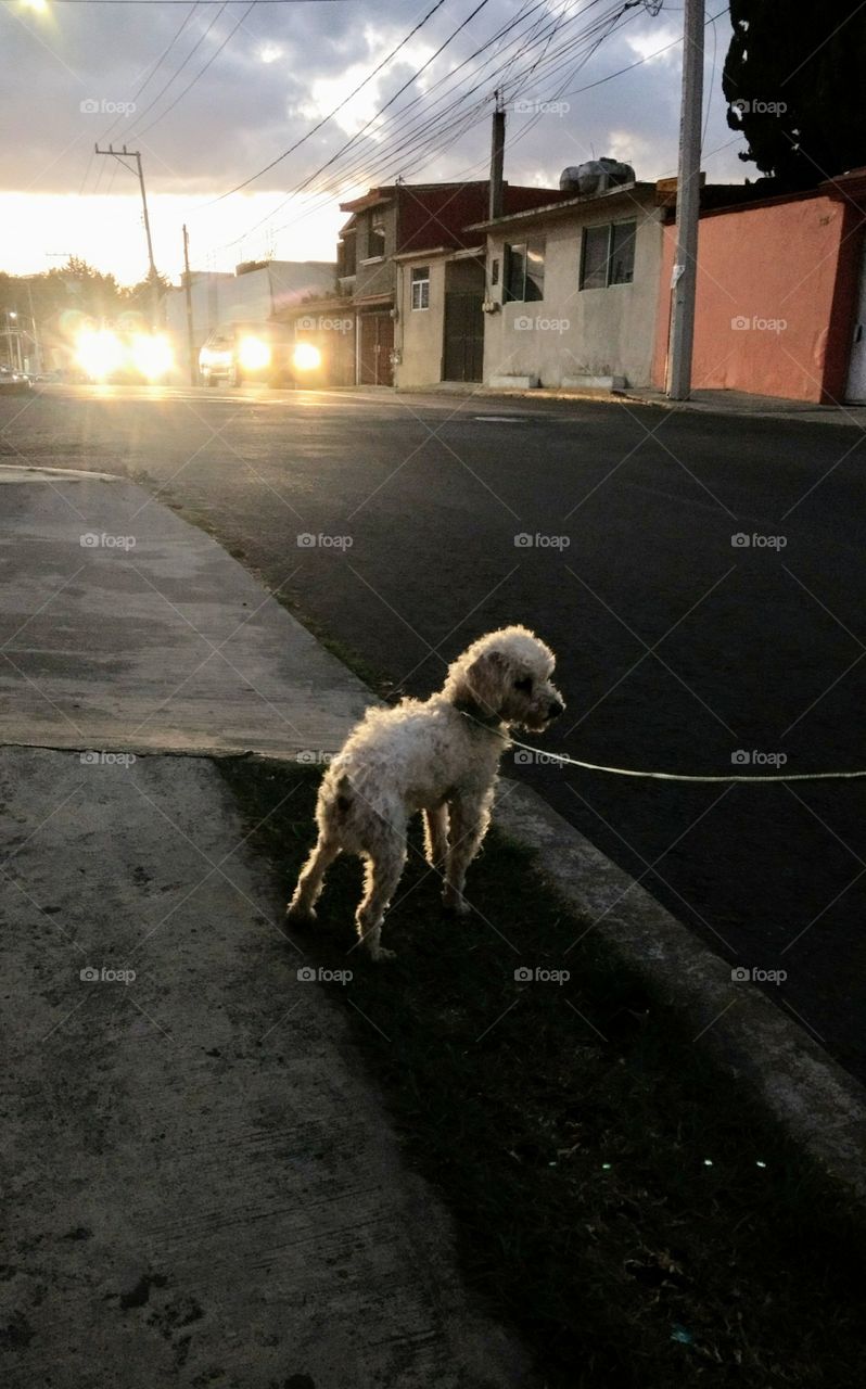perro french poodle en la calle con atardecer