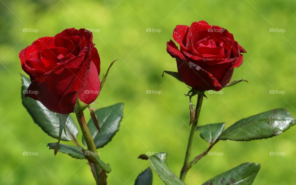 rosa red