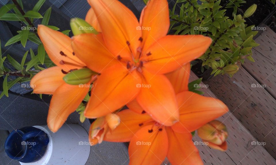 orange flowers. The flowers outside my Moms home started to bloom.