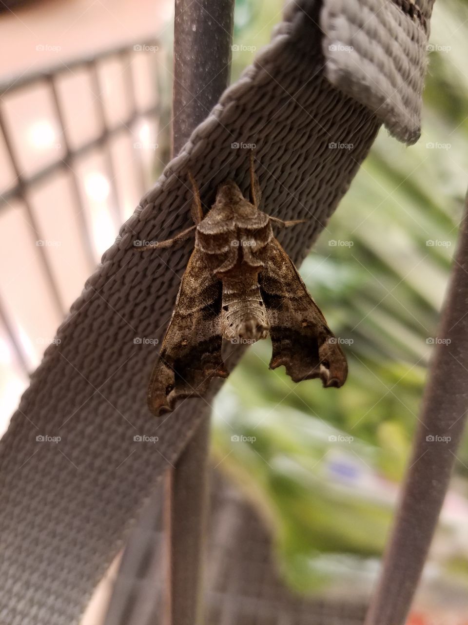 Moth