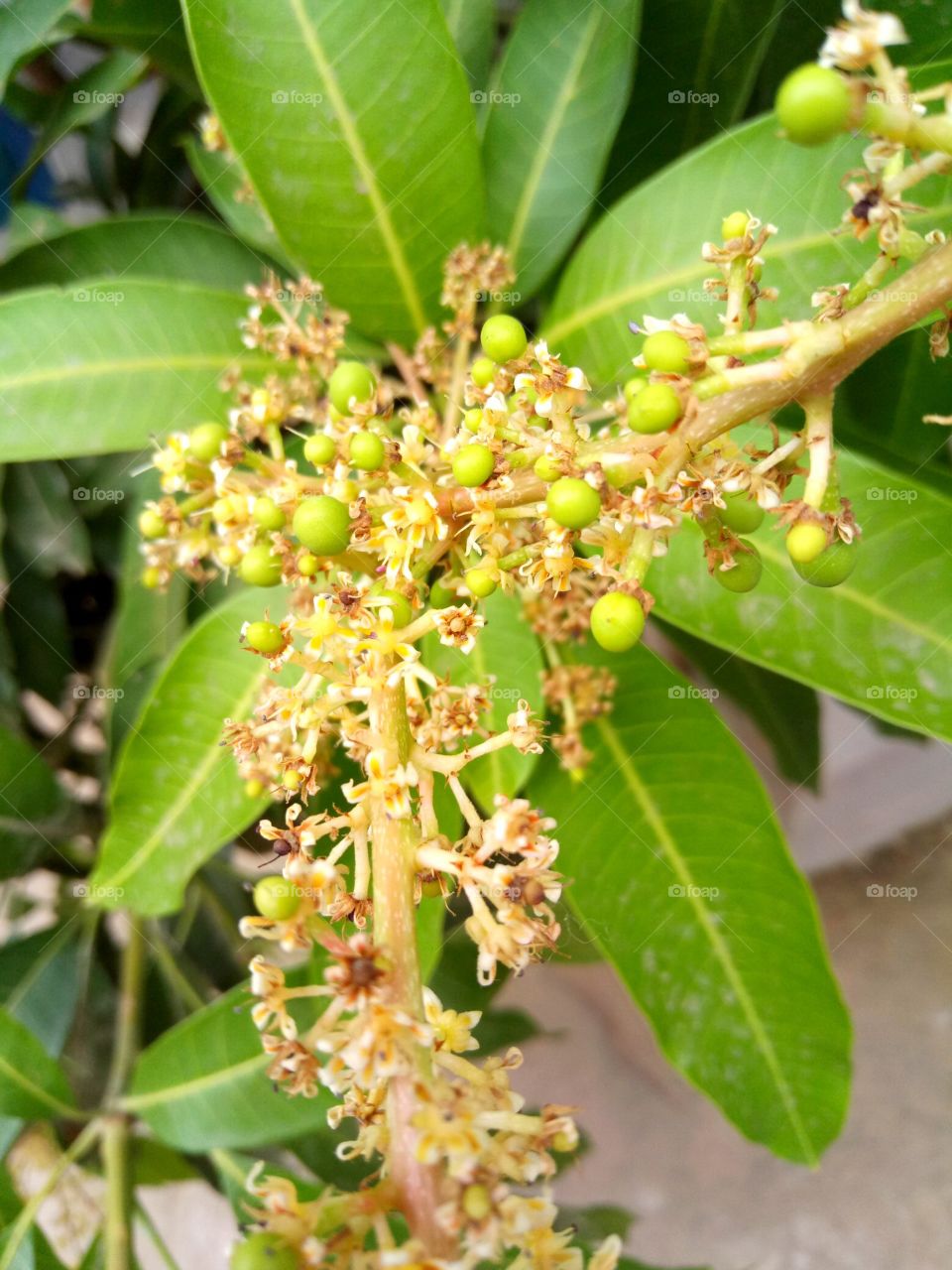 mango flower