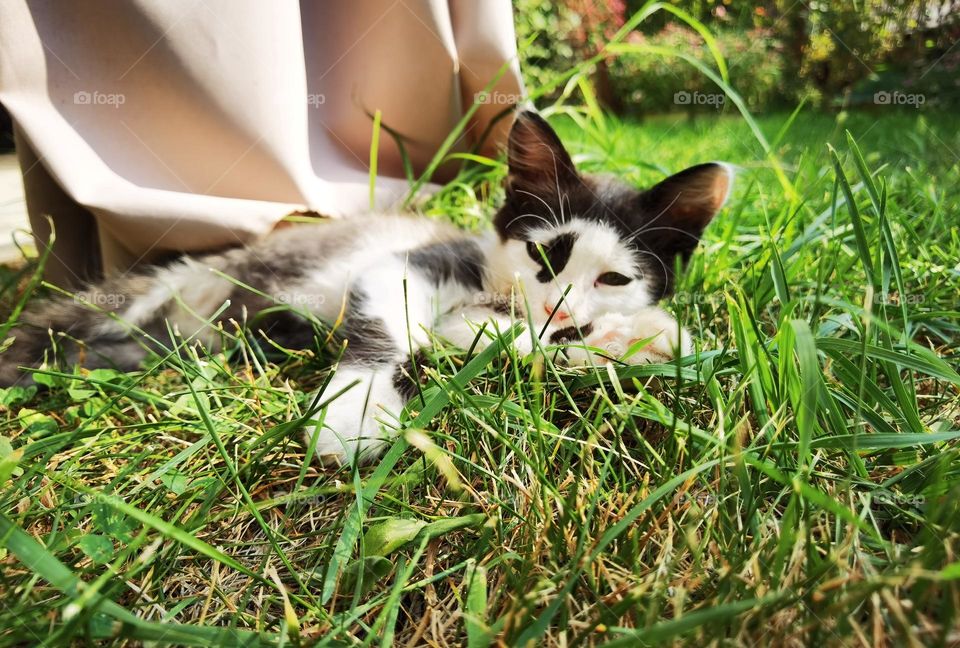 Sleepy kitty on a grass green