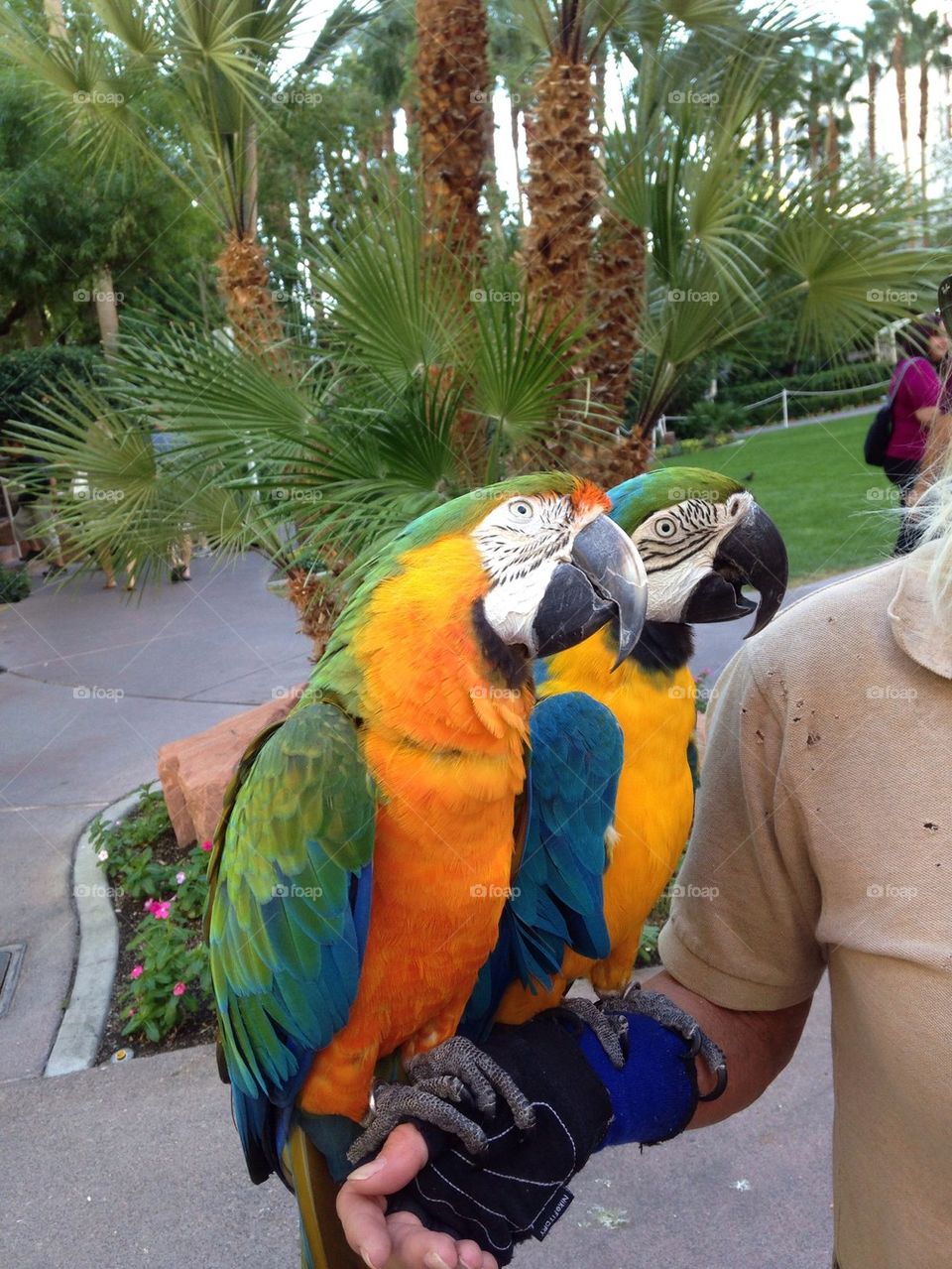 Parrots