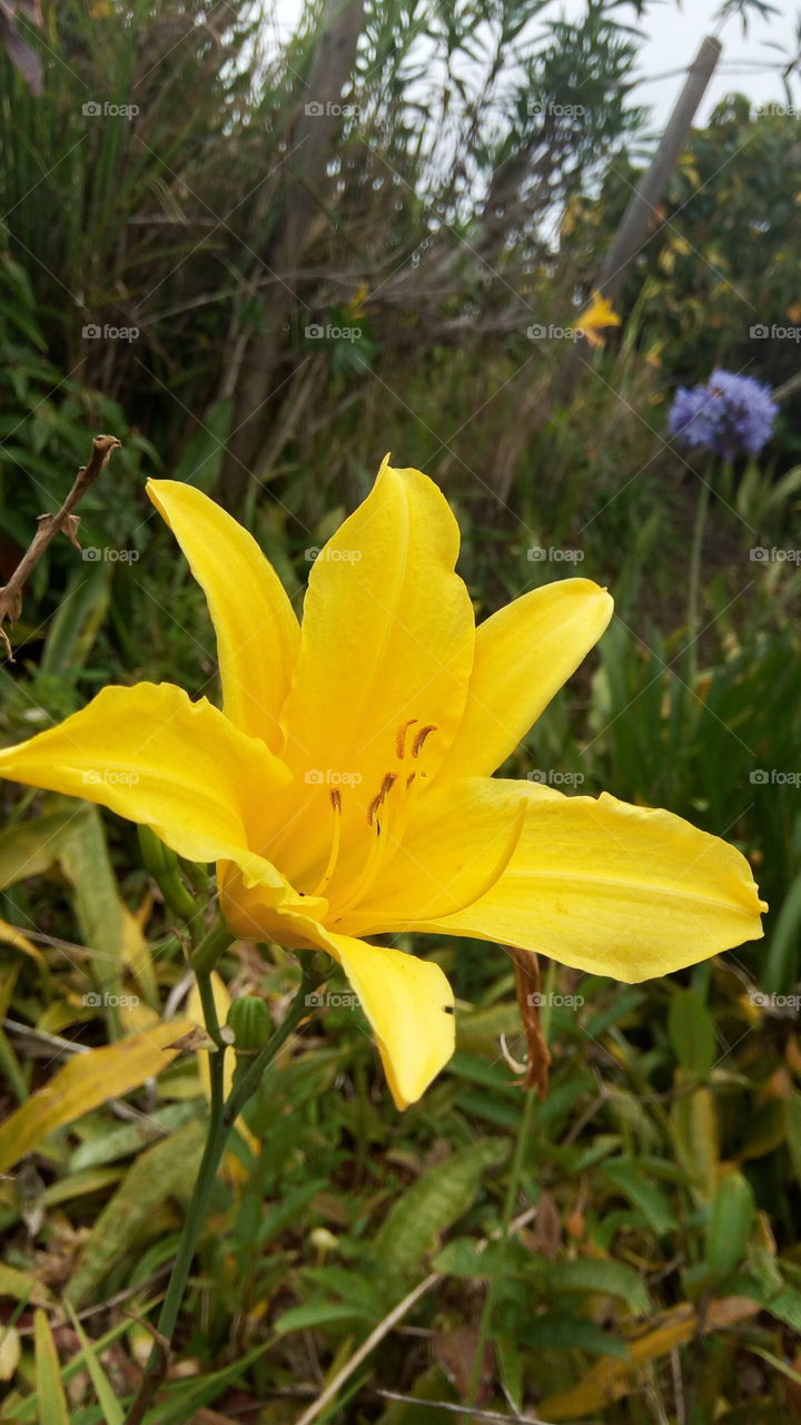 yellow lily