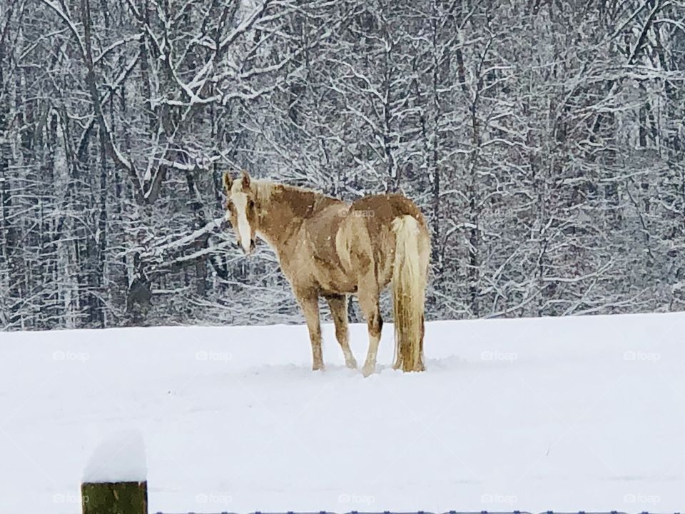 A Beautiful Tennessee Walking Horse in a Snowy Landscape 