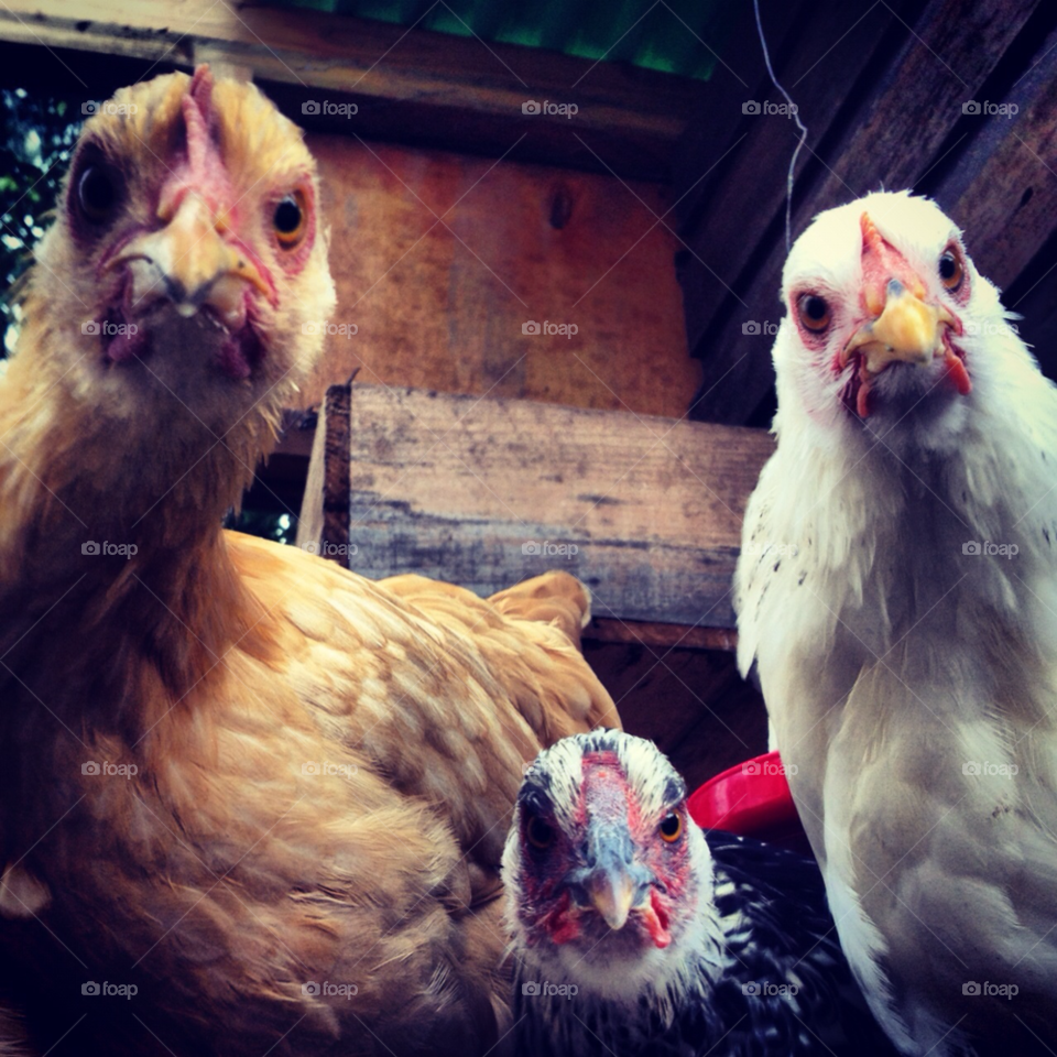 Bird, Poultry, Hen, Chicken, Farm
