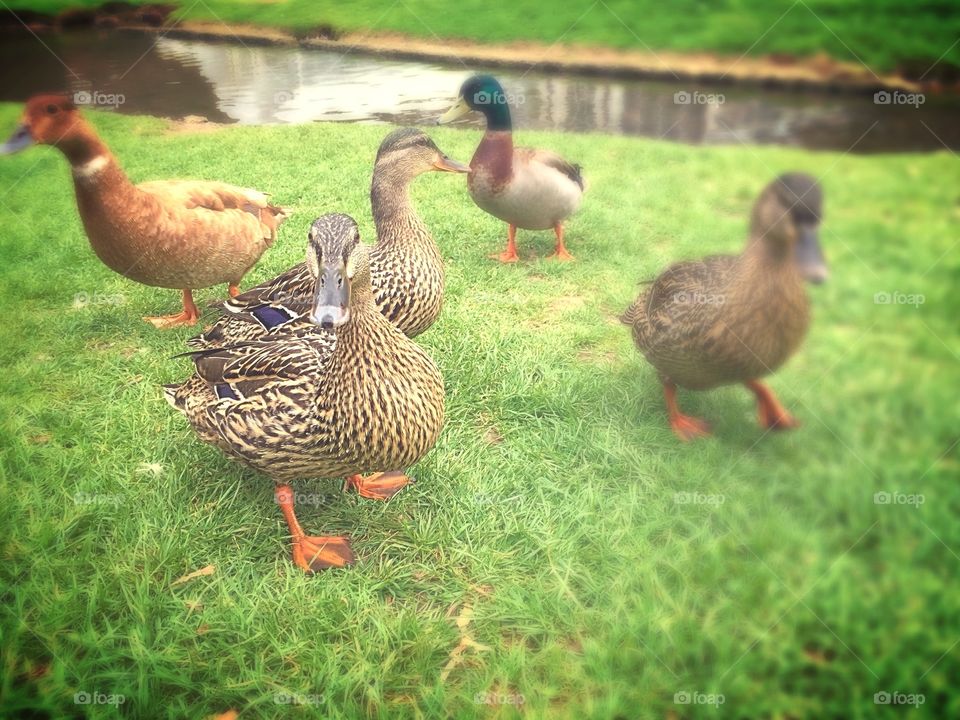 What's up, Duck?