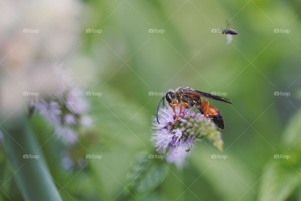 A large hornet sitting on a purple flower with a small fly flying around it