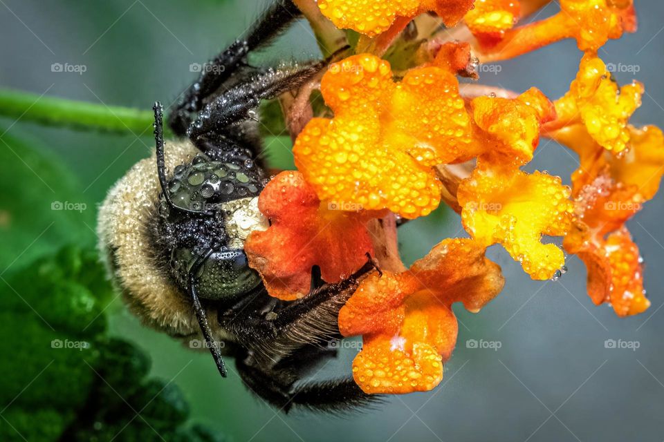 A male Virginia Carpenter Bee (Xylocopa virginica ssp. virginica) moves slow among the Lantana blooms on a cool dew-laden morning. 