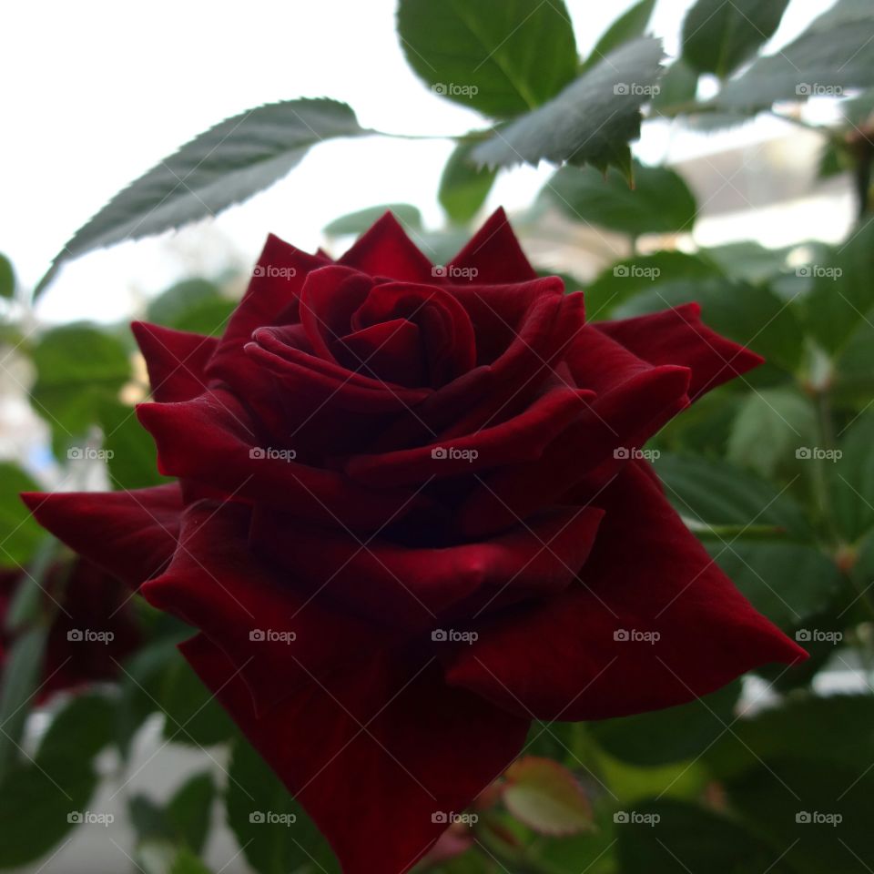 rose. red rose