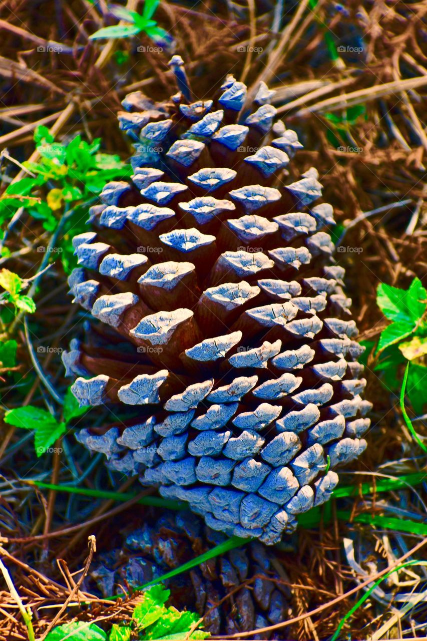 Sun bleached pine cone