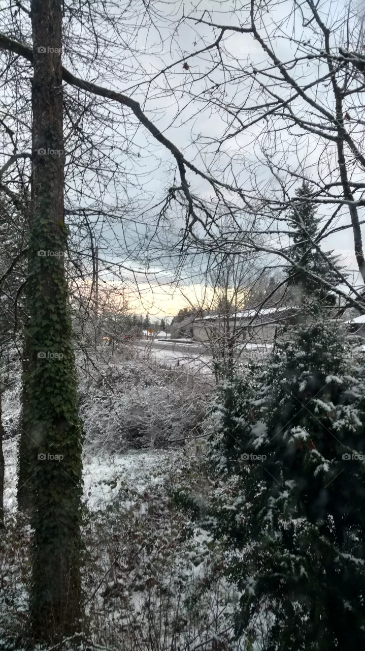 Tree, Winter, Wood, Snow, Season