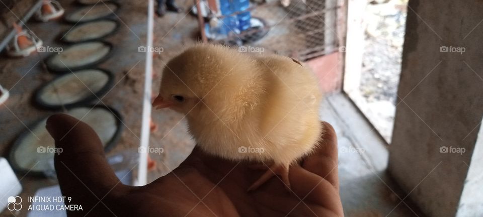 layer chick