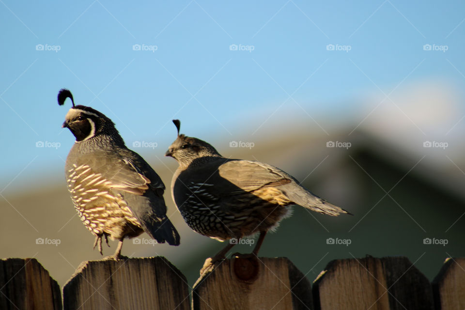 Wild quail couple closeup