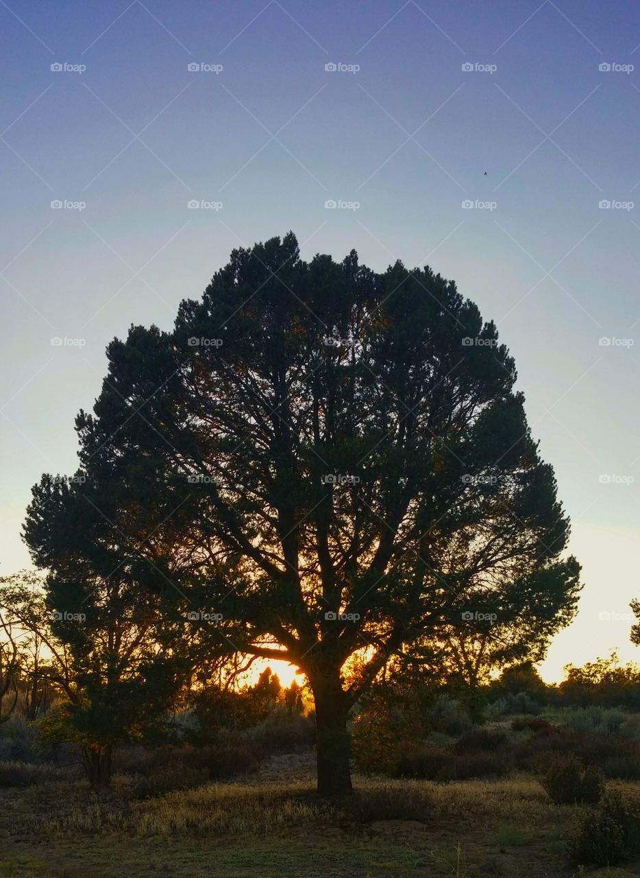 Sunset Pine. the sun setting behind an old pine tree