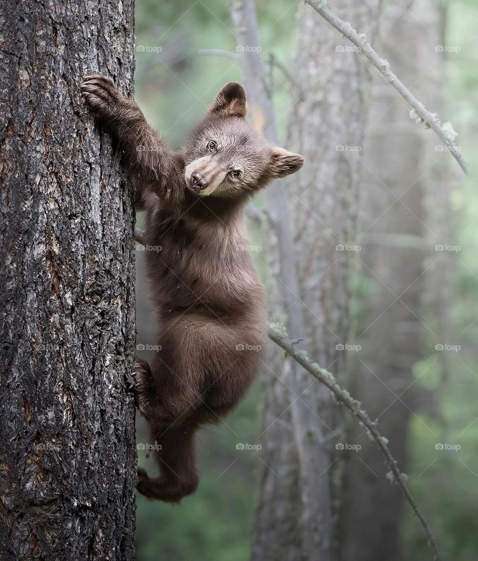 Grizzly baby bear