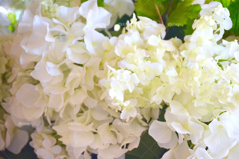 Close-up of white flowers