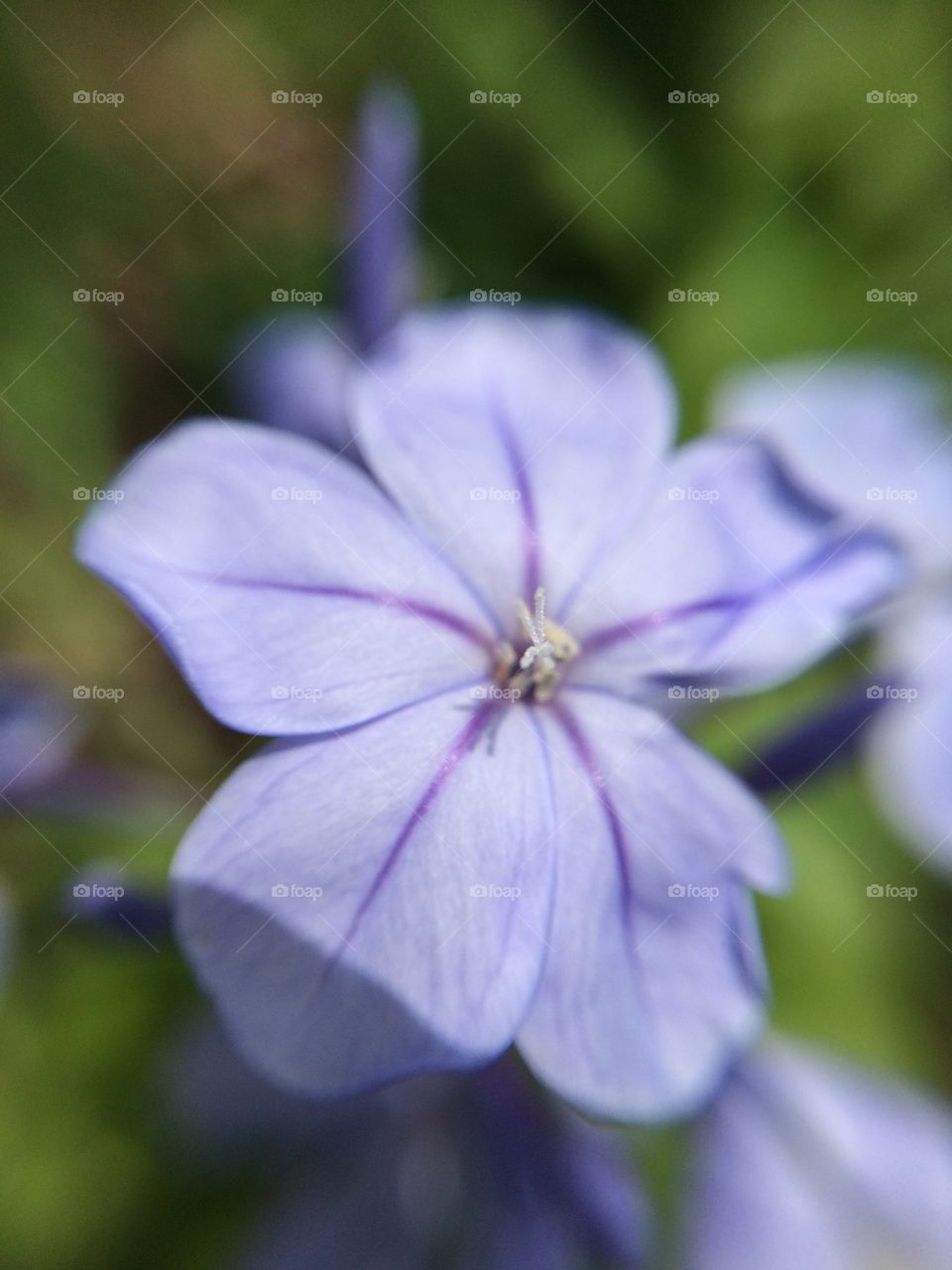 Purple flower closeup!