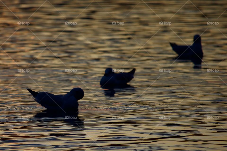 Seagulls Silhouettes