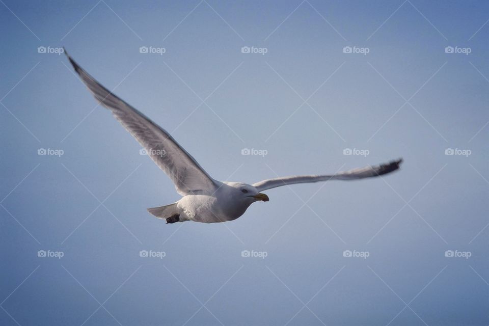 Common Gull soaring across St Andrews beach