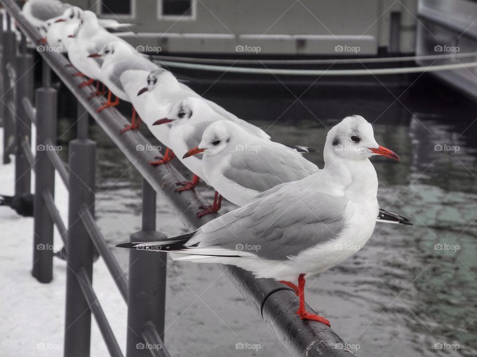 Seagulls perching on railing