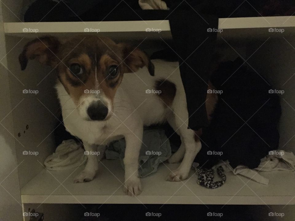 Dog in a wardrobe