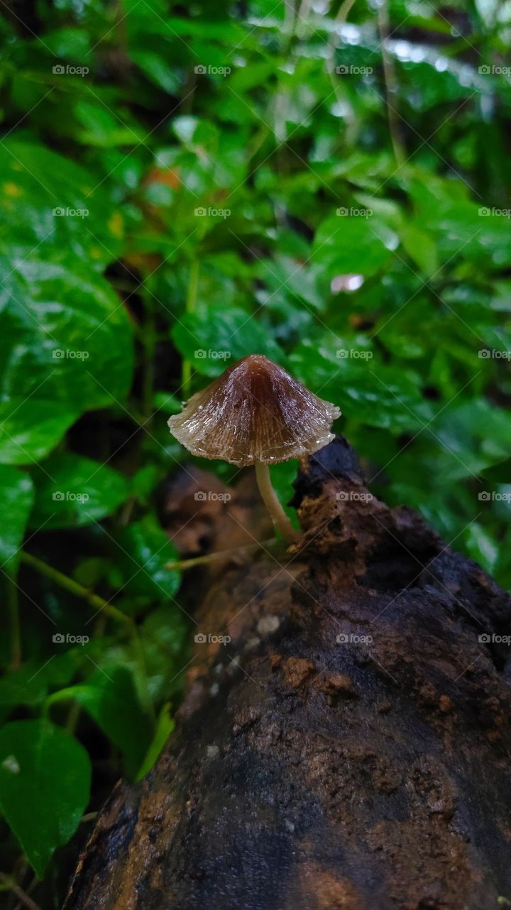 mushroom 2