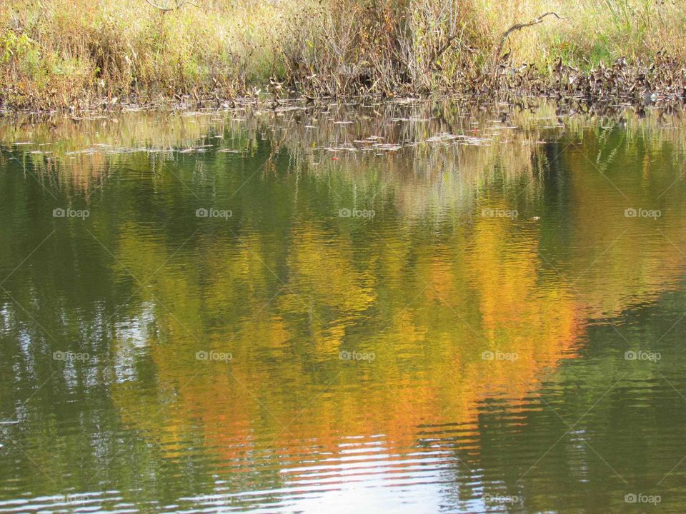 autumn reflections on a cloudy day