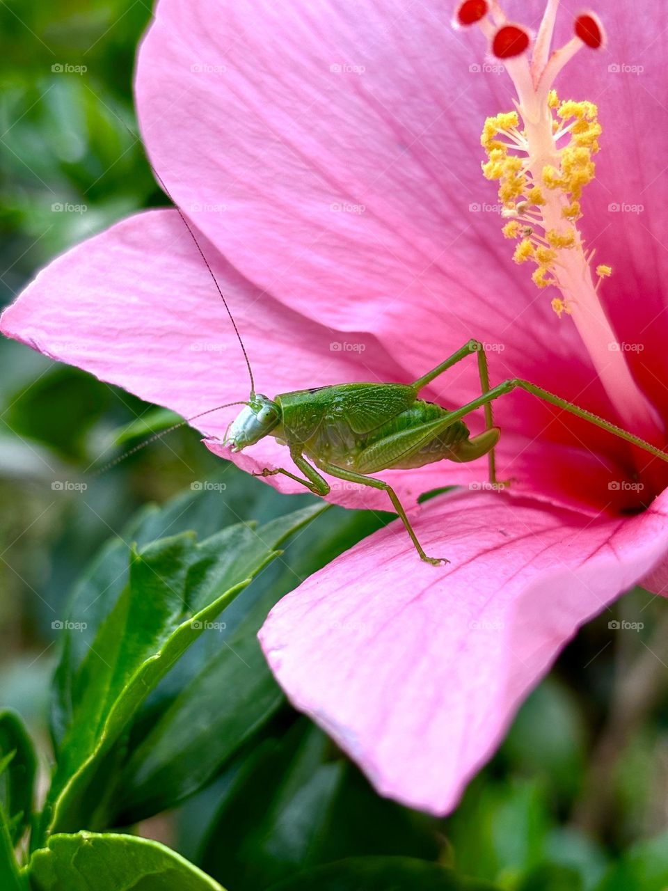 Grasshopper: Please Don’t Disturb Me, It’s My Lunch time 