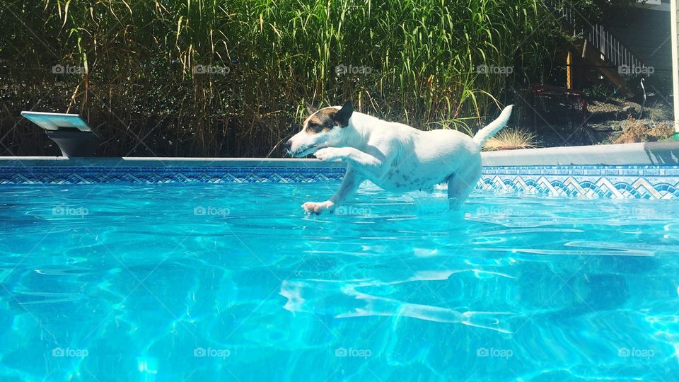 Dog in motion jumping into backyard swimming pool, just about to hit the water. 