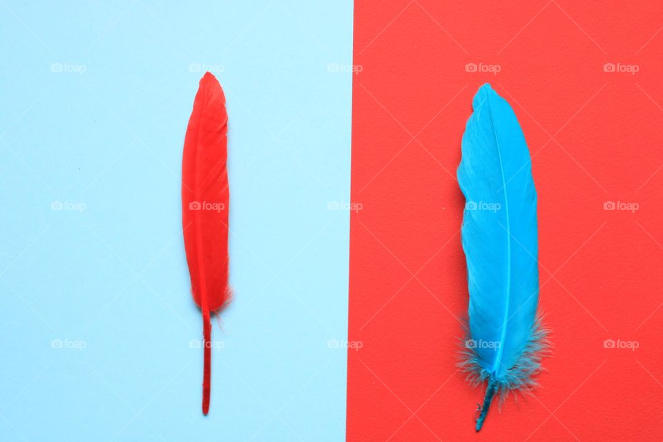 Red vs blue feathers ♥️💙