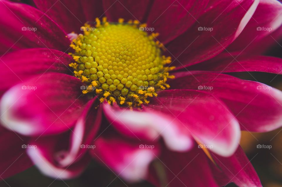 Red flower