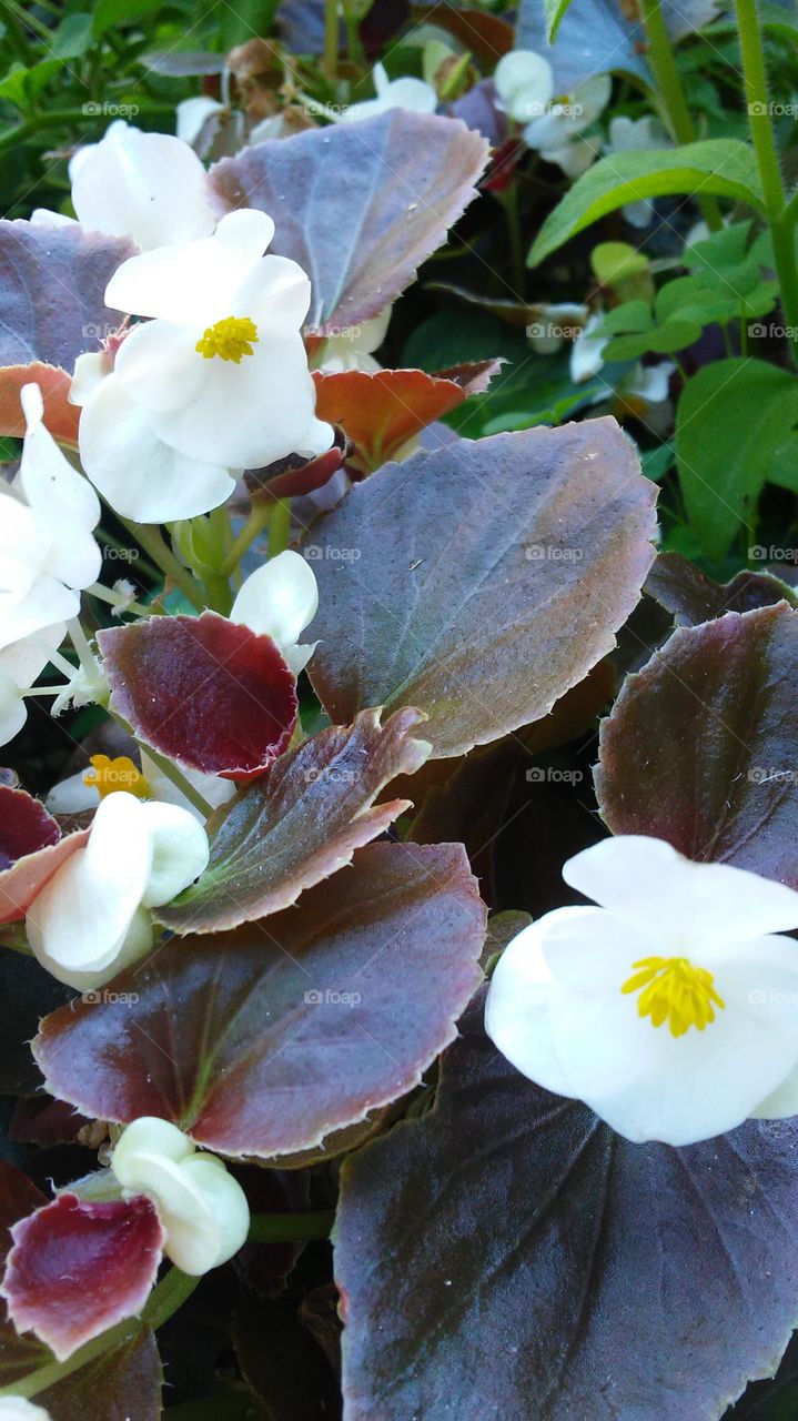 Flower, Leaf, Nature, No Person, Flora