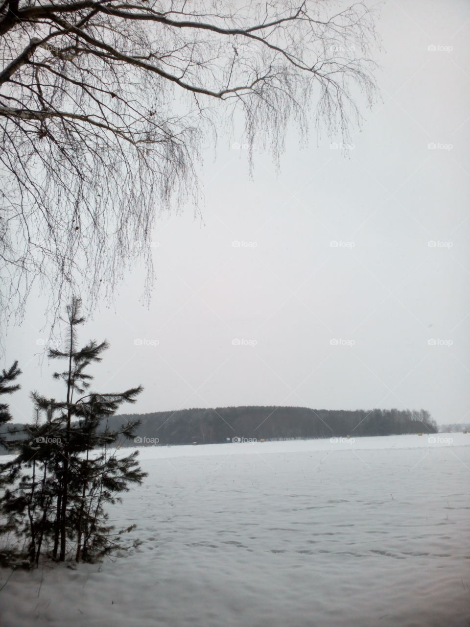 Tree, Winter, Fog, Landscape, Snow