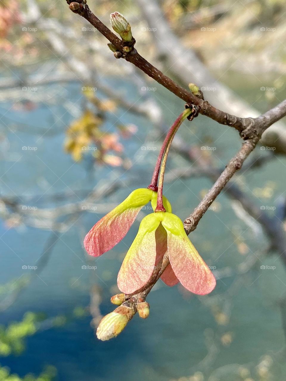 Seeds on a red maple