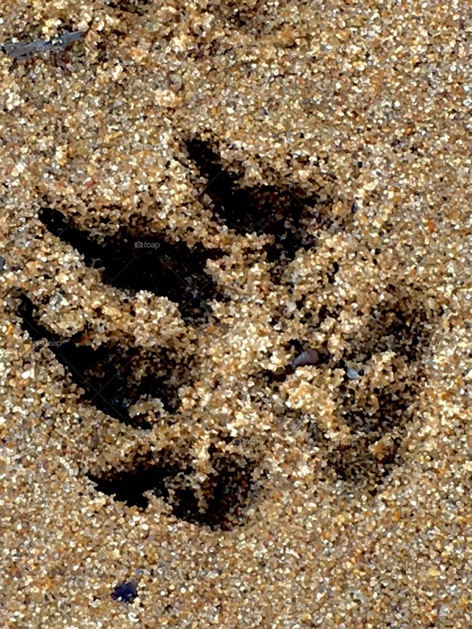 Paw print in the sand