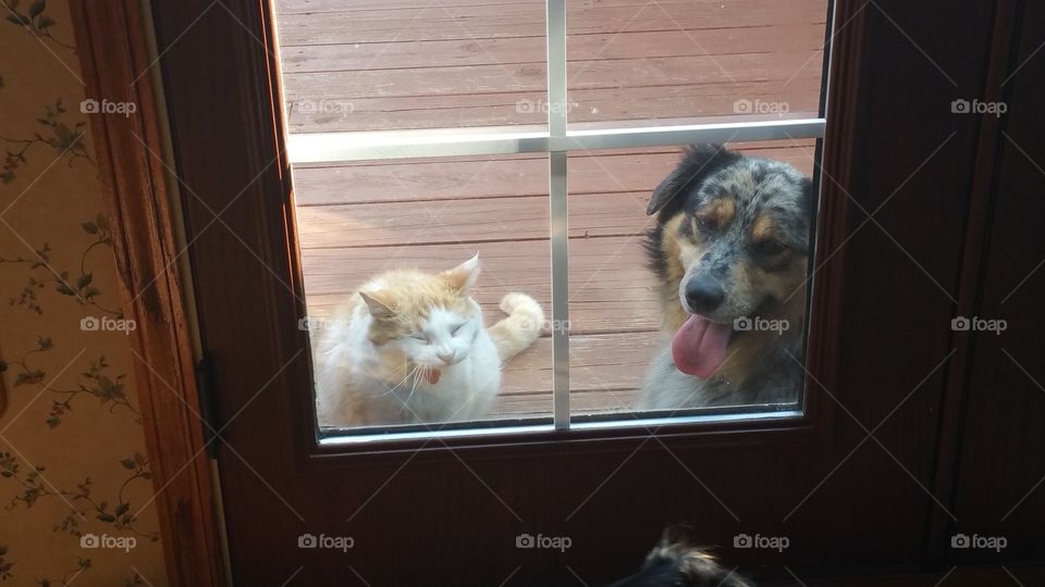 Dog and cat at window