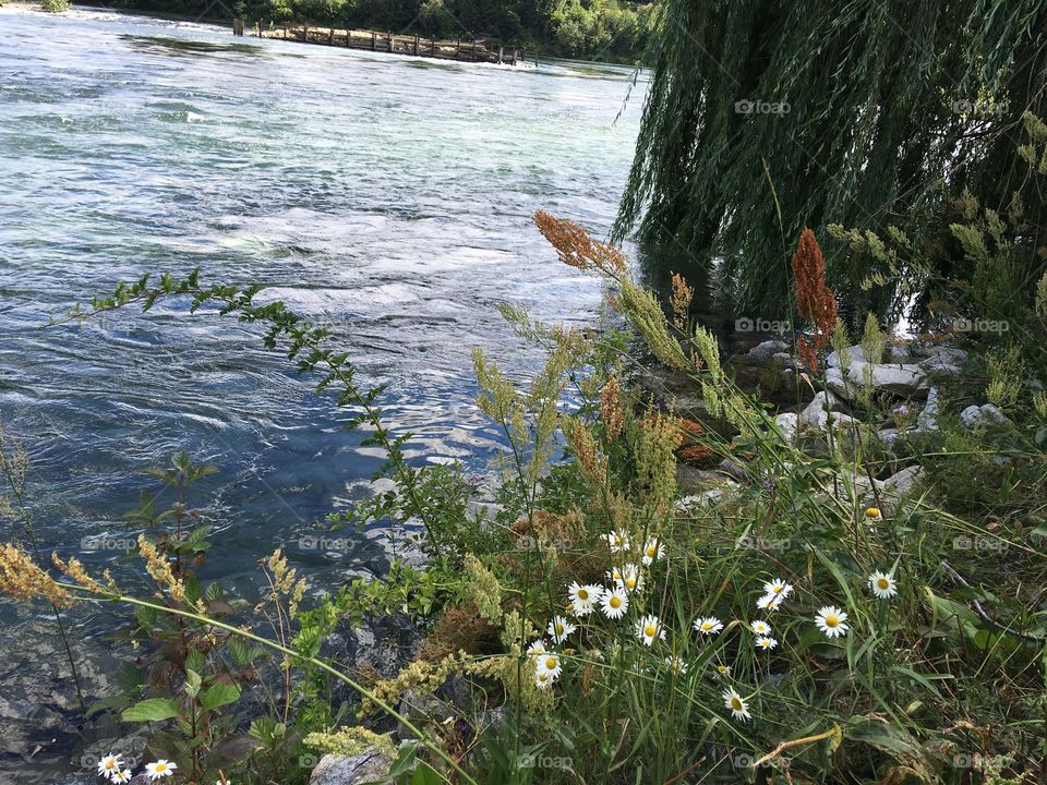 Banks of Columbia river 