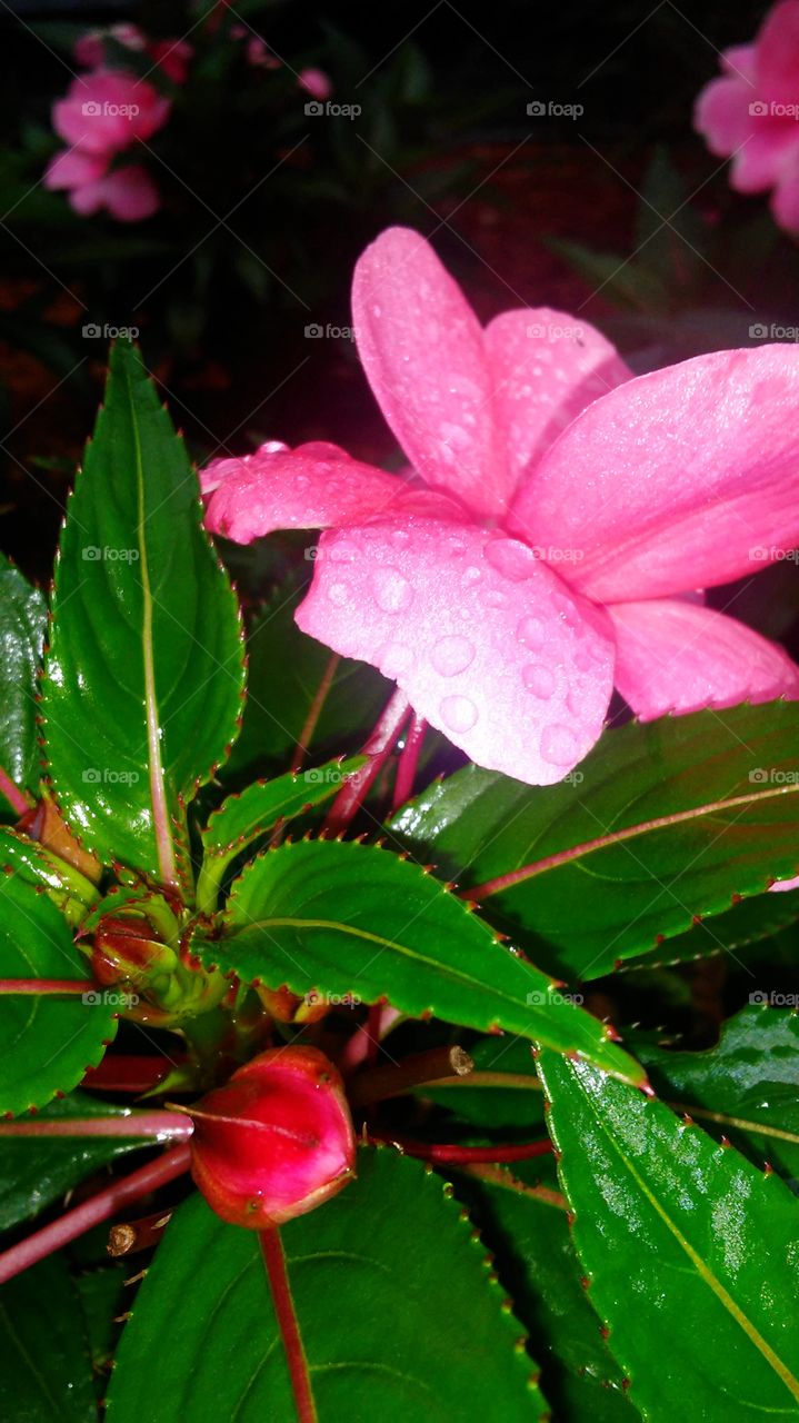 Nature, Flower, Leaf, No Person, Flora