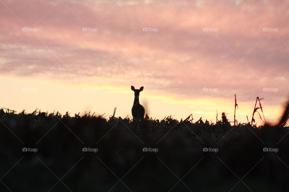 Whitetail deer silhouette . Whitetail doe silhouette at sunset in corn field