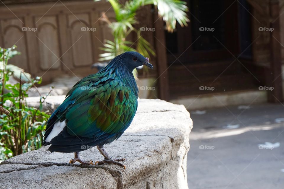 Multicolored feather bird