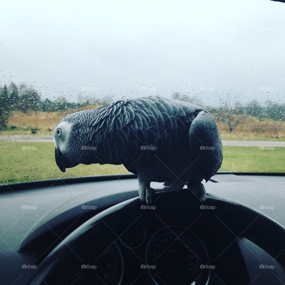 Autoparrot