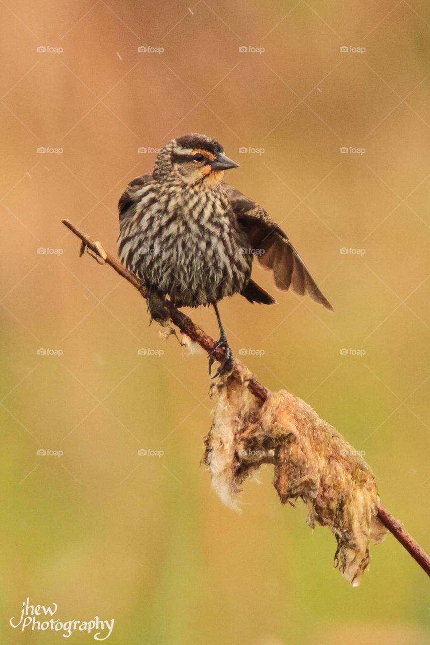 Female Red-Winged Blackbird