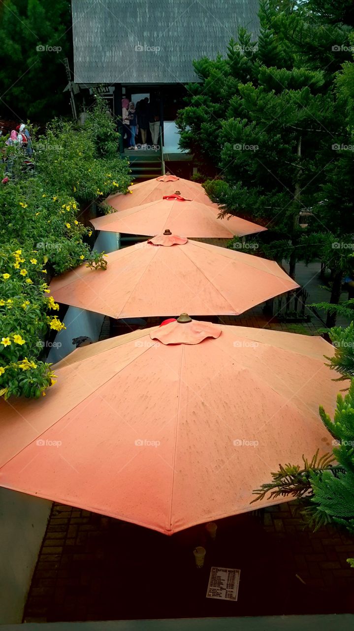 umbrella Flower ini Farm House Bandung Indonesia